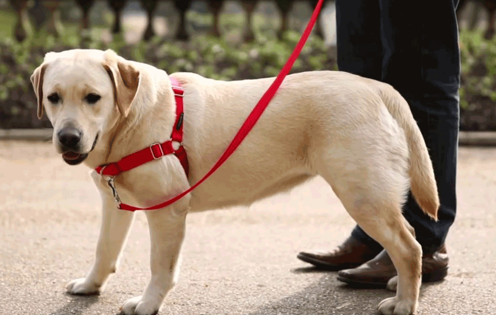 ULEPŠAJTE IM ŽIVOT: Sutra akcija udomljavanja pasa iz prihvatilišta