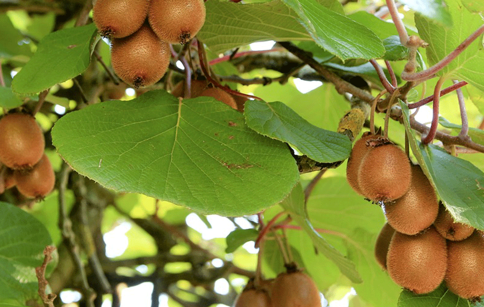 KIVI PUN ZDRAVLJA : Tri razloga zašto je <span style='color:red;'><b>voćka</b></span> bogata vitaminom toliko bitna za imunitet