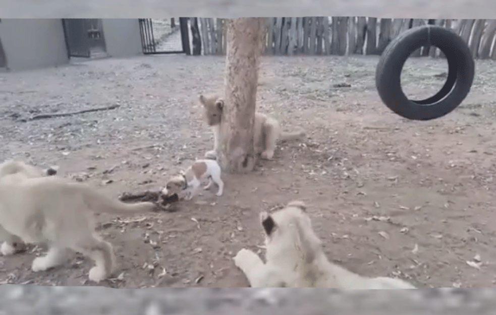 KAD SAMOPOUZDANJE POMERI GRANICE: Pogledajte dokaz da je sila duha važnija od sile tela! (VIDEO)