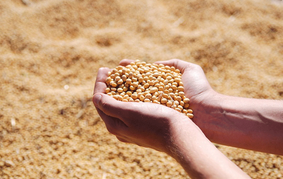 Poslednja produktna berza za ovu godinu: Pšenica pojeftinila
