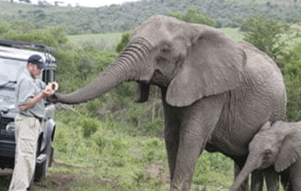 NEVEROVATAN FENOMEN KOJI NAUKA NIJE USPELA DA OBJASNI! Krdo slonova se na dirljiv način OPROSTILO od PREMINULOG NAUČNIKA! (FOTO)