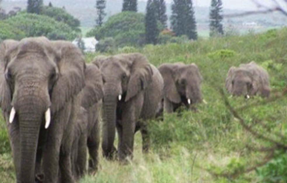 TUGA: U Nigeriji uništena slonovača vredna 11 miliona dolara, od praha će napraviti spomenik