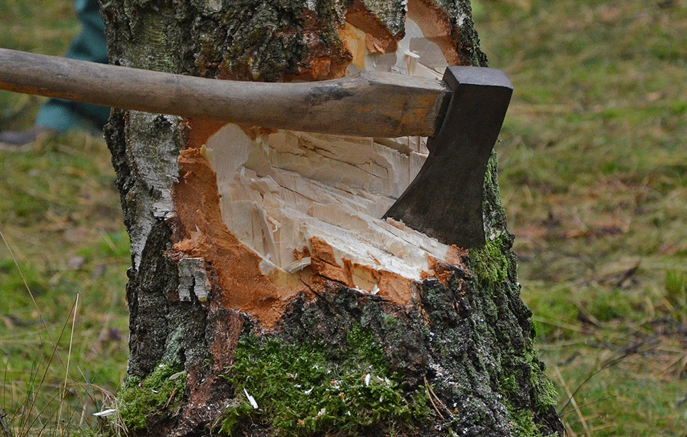 ZABRINJAVAJUĆI PODACI: Za godinu dana posećeno 19.000 kubika drveta