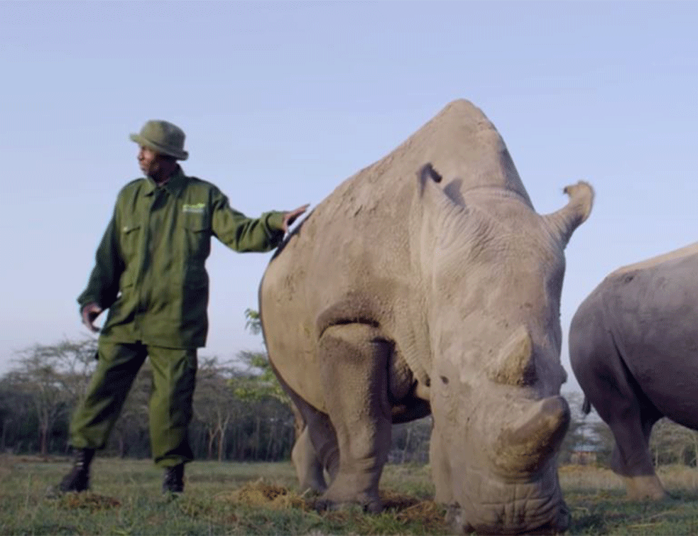Naučnici se bore da spasu belog nosoroga: Pokušaj da se spasi vrsta od izumiranja