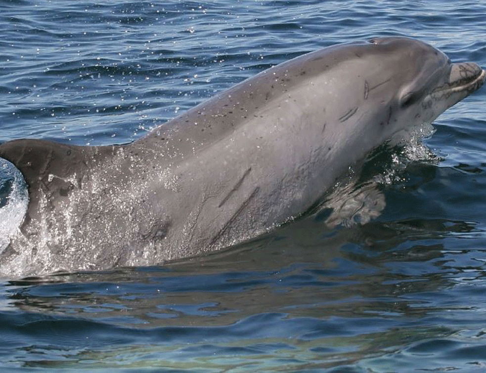 HOROR NA JADRANSKOM PRIMORJU: Prinađen ustreljan delfin