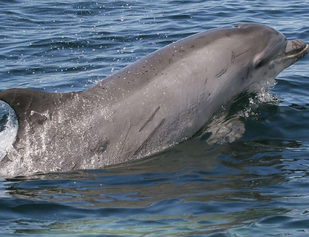 BIZARNO: Agresivni delfin napada kupače u Japanu, grize ih za ruke?