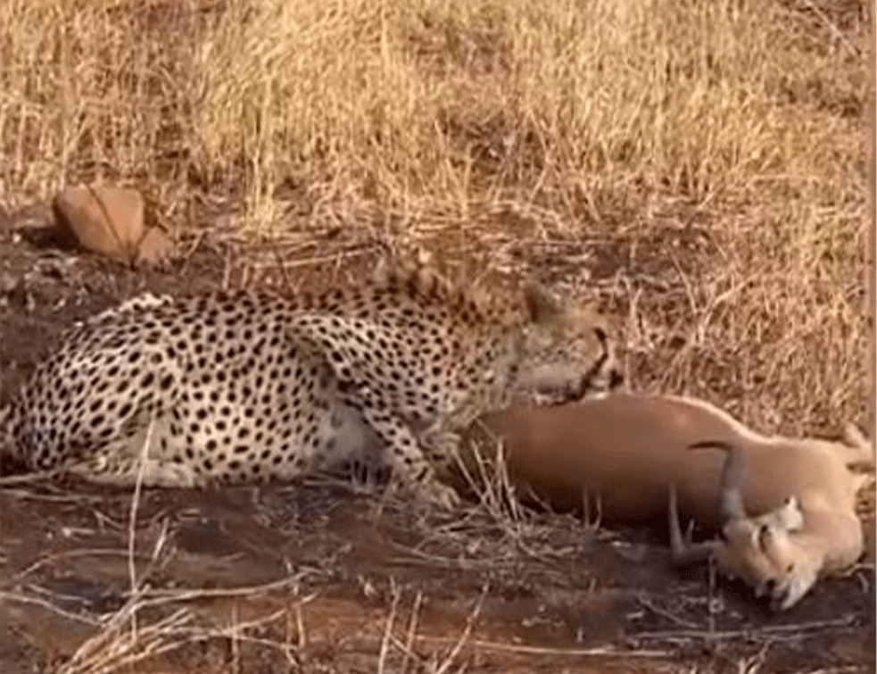 Turisti na safariju vrištali: Nesrećna impala završila u <span style='color:red;'><b>čeljust</b></span>ima geparda (VIDEO)