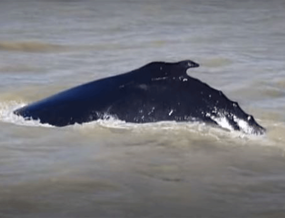 U Australiji kit zalutao u reku punu krokodila: Naučnici čine sve da ga spasu (VIDEO)