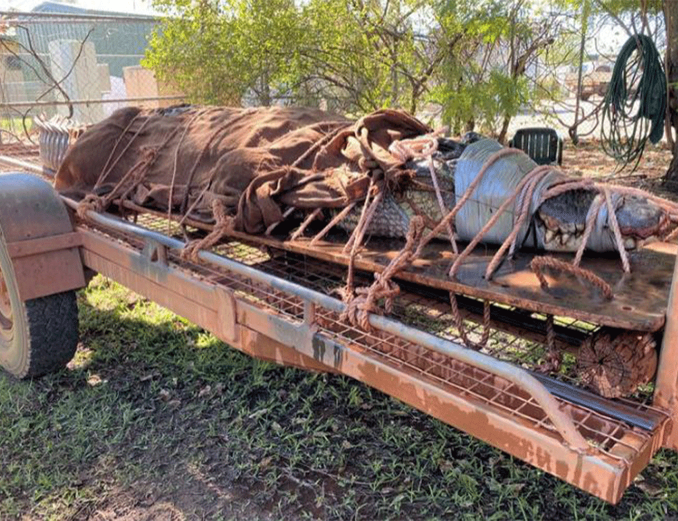Morski krokodil dužine automobila, težak 350 kg: <span style='color:red;'><b>Reptil</b></span> je uhvaćen u blizini turističkog mesta u Australiji