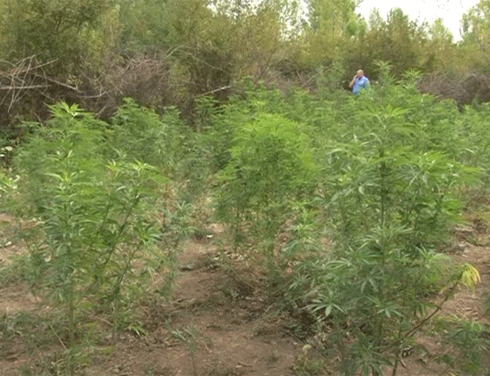 Nađena droga u vrednosti od 2 MILIONA EVRA: POLICIJA OTKRILA OGROMNE PLANTAŽE MARIHUANE