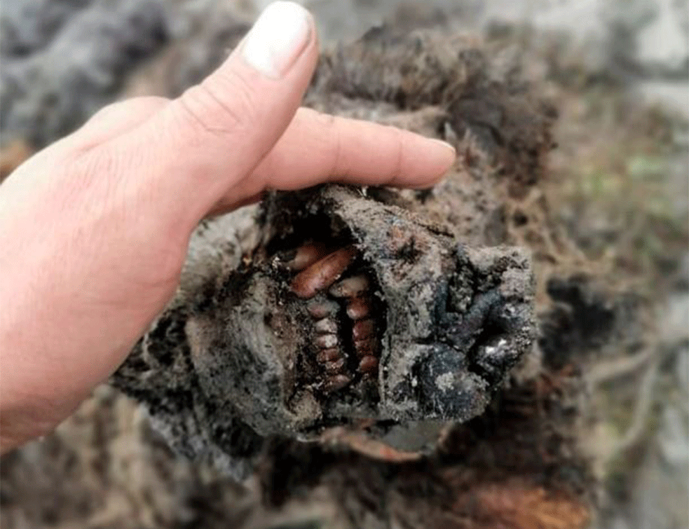 Na Lahovskim ostrvima pronađen medved iz ledenog doba: Star je 30.000 godina, očuvano mu je krzno, kosti, zubi (FOTO)