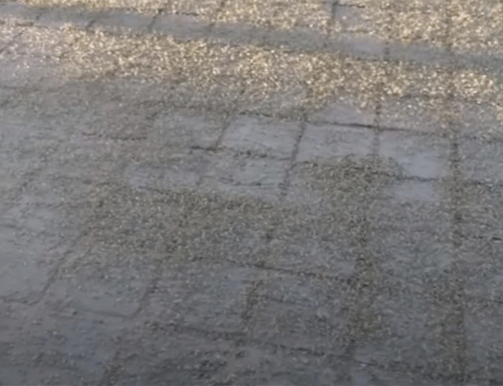 <span style='color:red;'><b>Najezda</b></span> zelenih muva u Rusiji: Građani u šoku,'ovde ne može da se živi' (FOTO/VIDEO)
