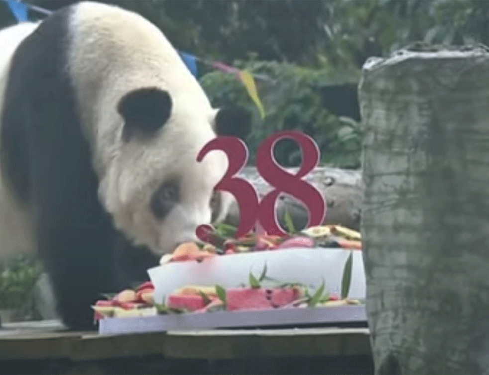Najstarija džinovska panda u zatočeništvu: Sinsing je proslavila 38 rođendan! (VIDEO)