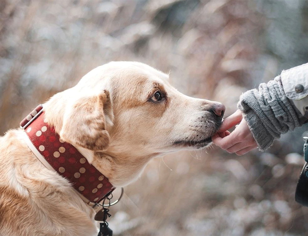 Ulični festival pasa na Kalemegdanu: Saznajte sve o čovekovom najboljem prijatelju