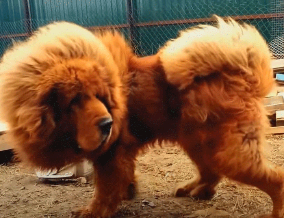 Ovaj pas je prodat za skoro dva miliona dolara i on je najskuplji pas na svetu (FOTO)