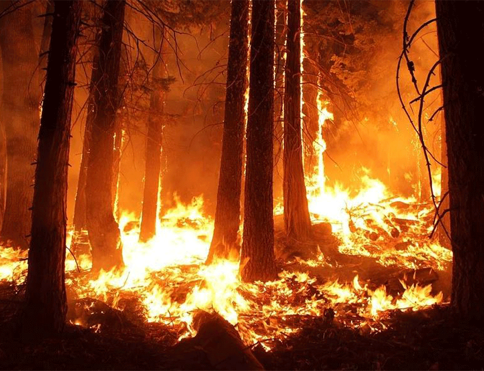 Na jugu Rusije požar zahvatio 700 hektara šume: Za <span style='color:red;'><b>gašenje požara</b></span> angažovani vojni avioni