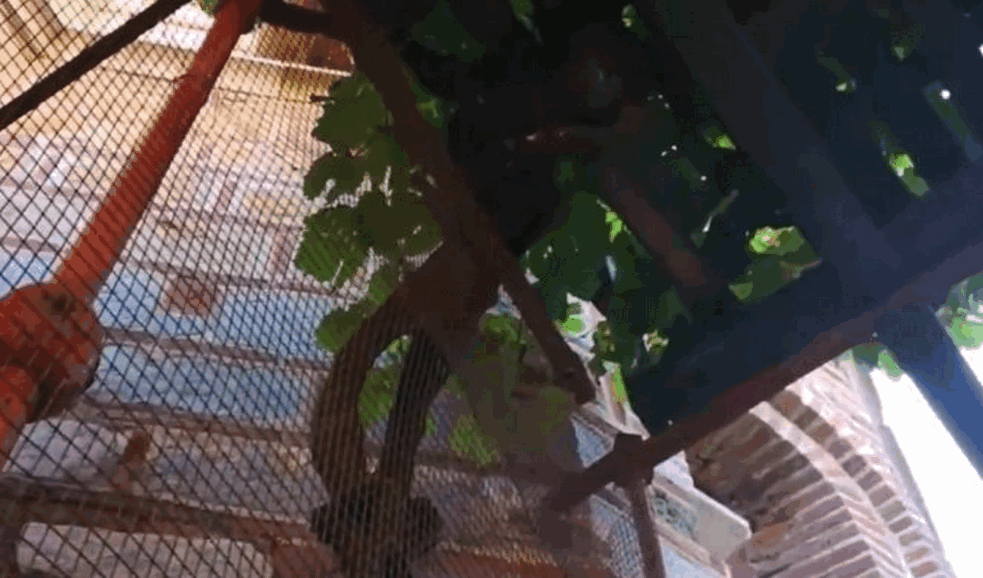 Foto: Printscreen