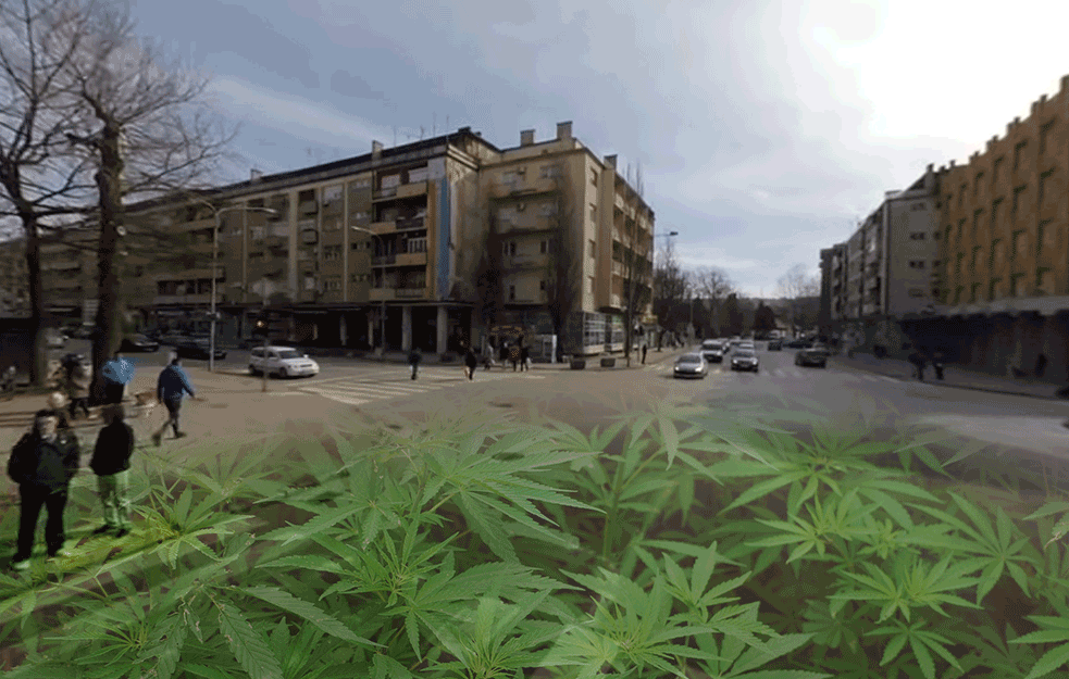 PAO SITNI DELER U POŽAREVCU: Uzgajao marihuanu u stanu 