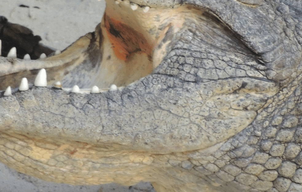 Napao ga KROKODIL a on mu UZVRATIO ISTOM MEROM: Australijanac se odbranio od OGROMNOG <span style='color:red;'><b>REPTIL</b></span>A! (VIDEO)  