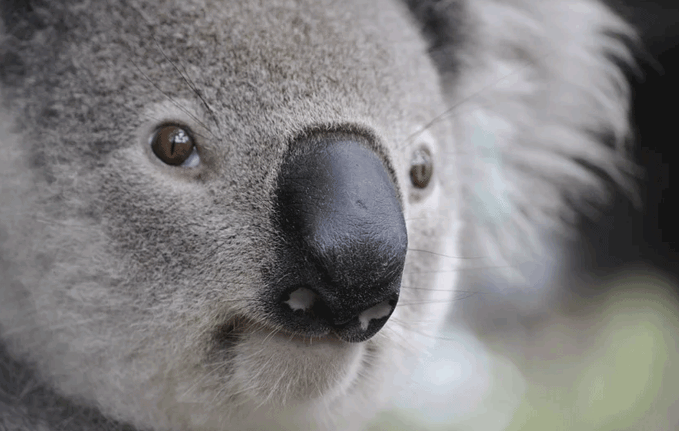 ČUDO U AUSTRALIJI: Povređeno petoro ljudi u saobraćajki koju je izazvala KOALA ZA VOLANOM! (VIDEO)