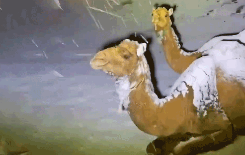 U SAUDIJSKOJ ARABIJI <span style='color:red;'><b>PAO PRVI SNEG</b></span> POSLE 50 GODINA:  Snimci kamila u pustinj dok na njih padaju pahulje šokirao same  Saudijce (VIDEO)
