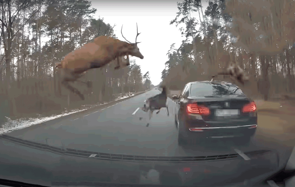 DRAMATIČNA SITUACIJA: Nestvaran susret BMW-a i KRDA JELENA! (VIDEO)

