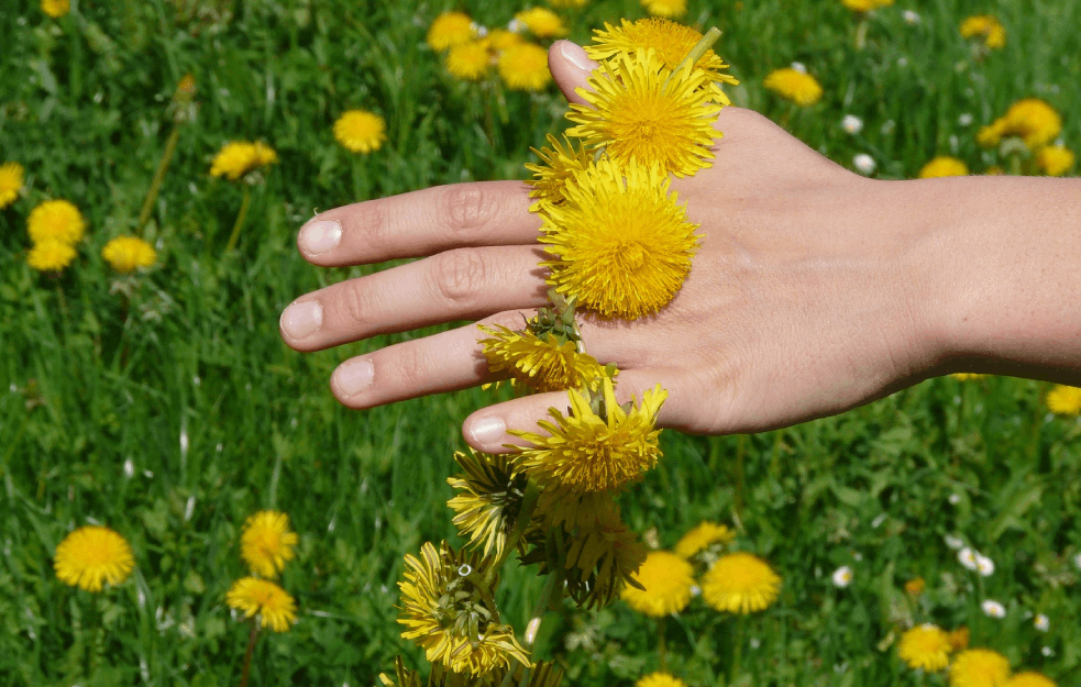 CVET KOJI ČUDA ČINI: Maslačak nije samo LEP već i LEKOVIT, a evo šta njegovi MINERALI rade našem telu