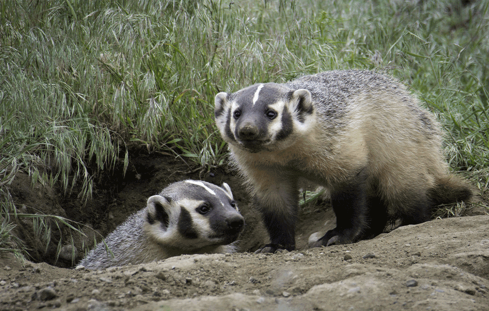 JEDNA OD NAJTRAŽENIH MASTI ZA VREME KORONE: Pravi se od SALA JAZAVCA, leči upalu pluća!

