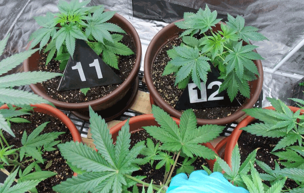 <span style='color:red;'><b>AKCIJA GNEV</b></span> SE NASTAVLJA: Policija otkrila laboratoriju za uzgoj marihuane kod Bajine Bašte, uhapšena jedna osoba! (FOTO)



