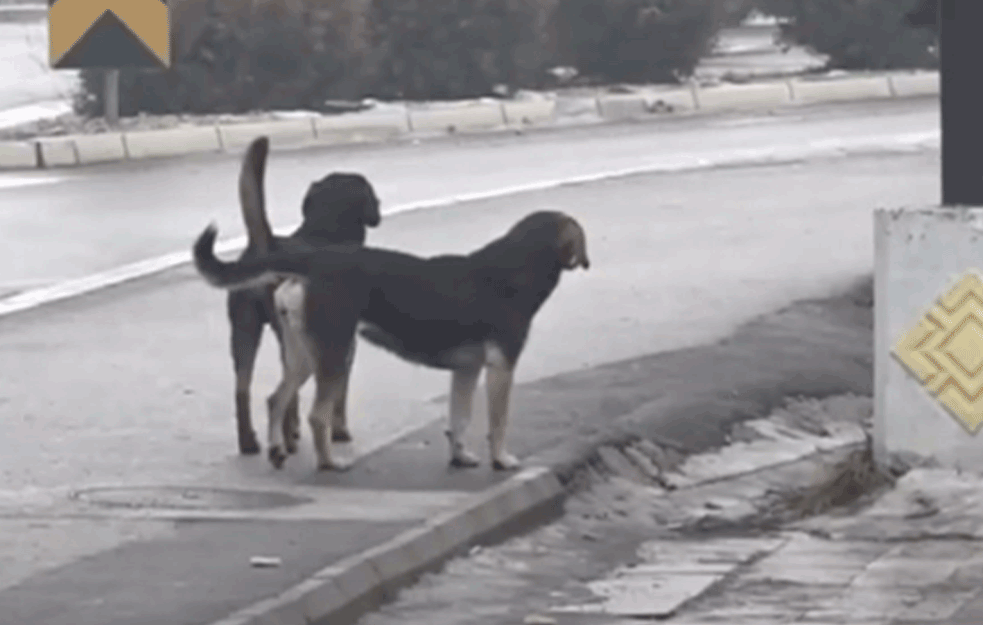 STRAŠNE SCENE NA SRPSKIM ULICAMA: U Požegi danima TRUJU pre lutalice!