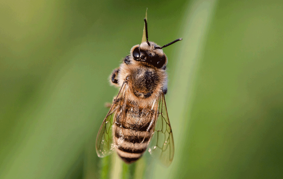 OVAJ PROIZVOD Srbiji može doneti BOGATSTVO: U svetu je cena po kilogramu 100.000 evra! Imamo ga u izobilju, ali NEMAMO ZAKONE  