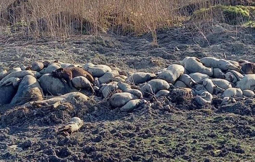 KATASTROFA! U blizini Borče bačeno stotine <span style='color:red;'><b>UGINULI</b></span>H SVINJA, zbog inspekcije samo zatrpane zemljom! (FOTO) 