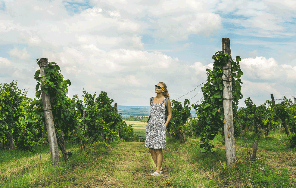 TAJNE KOJE KRIJU VINOGRADI: Vinarije Vojvodine koje su RAJ za sve HEDONISTE! 