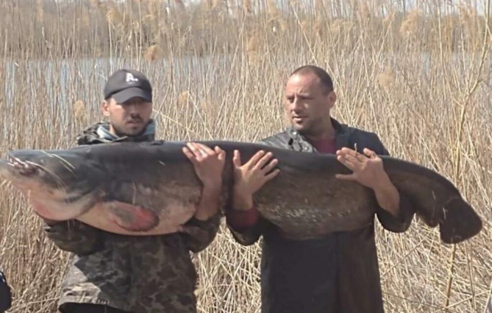 NEVEROVATAN ULOV! Na jezeru Kraljevac UPECAN SOM od 65 kilograma! (FOTO) 