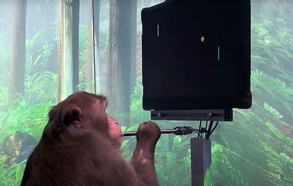 SJAJNO! Majmun uspeo da odigra VIDEO IGRICU uz pomoć čipa: Revolucionarno otkriće za PARALIZOVANE osobe (VIDEO) 