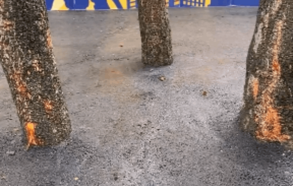BETONIRANO DRVEĆE NA MILJAKOVCU kao osmo <span style='color:red;'><b>svetsko čudo</b></span>! (VIDEO) 