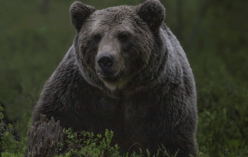 ČOBANIN SE JEDVA IZVUKAO: Napao ga KRVOLAČNI MEDVED, spasio ga BRAT!  \