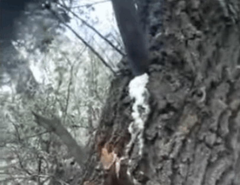 ČUDO U PORTI CRKVE NA KOSMETU: Kada su videli šta IZLAZI IZ VRBE svi su ostali ZAPANJENI! (VIDEO) 