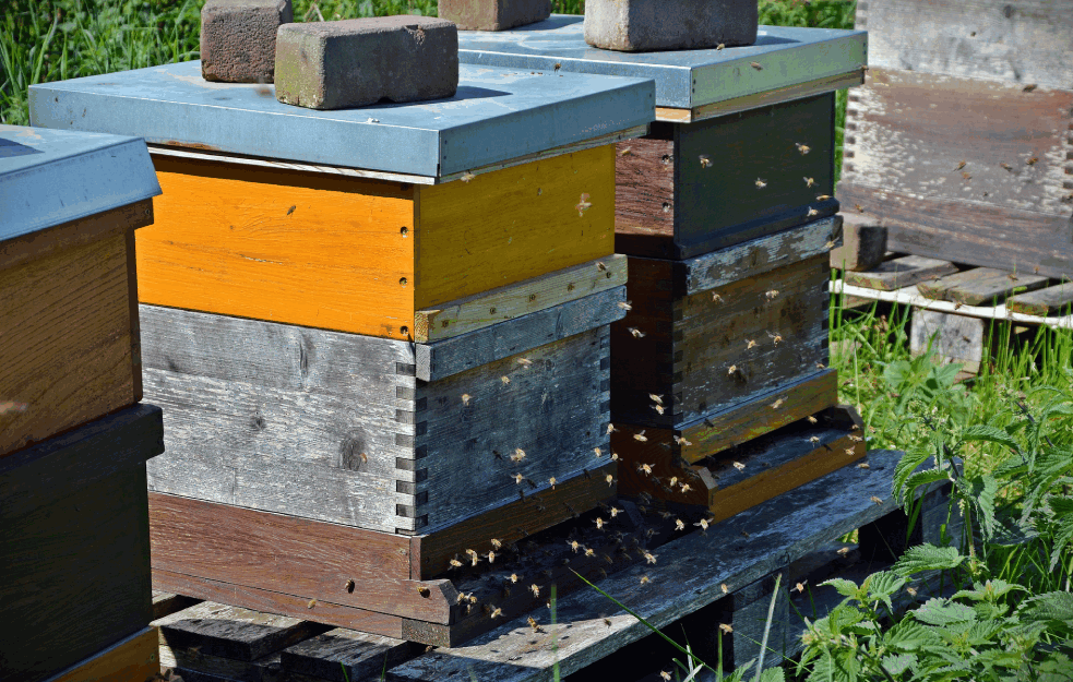 UPOTREBA CRNIH PESTICIDA OZBILJAN PROBLEM ZA PČELARE: Na godišnjem nivou ovaj ilegalni posao UNIŠTI DO 5.000 KOŠNICA! 