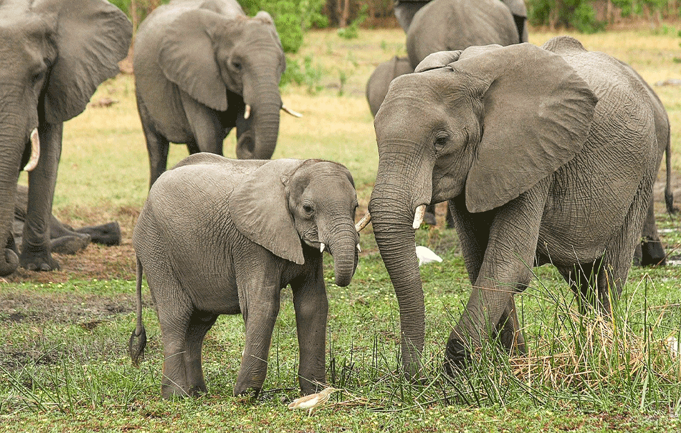 TUGA: U Indiji STRADALO 18 slonova od UDARA GROMA! (FOTO)