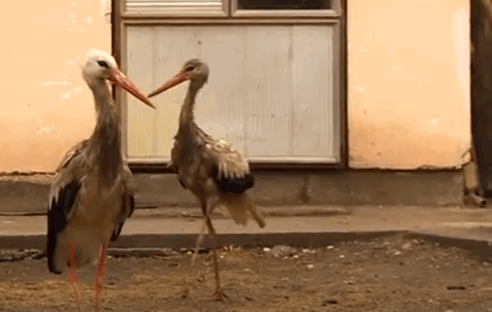 NEOBIČNI LJUBIMCI U <span style='color:red;'><b>KOVILJ</b></span>U: Čeda i Zorica ne idu od Milene, ove RODE su tu cele godine (FOTO+VIDEO) 