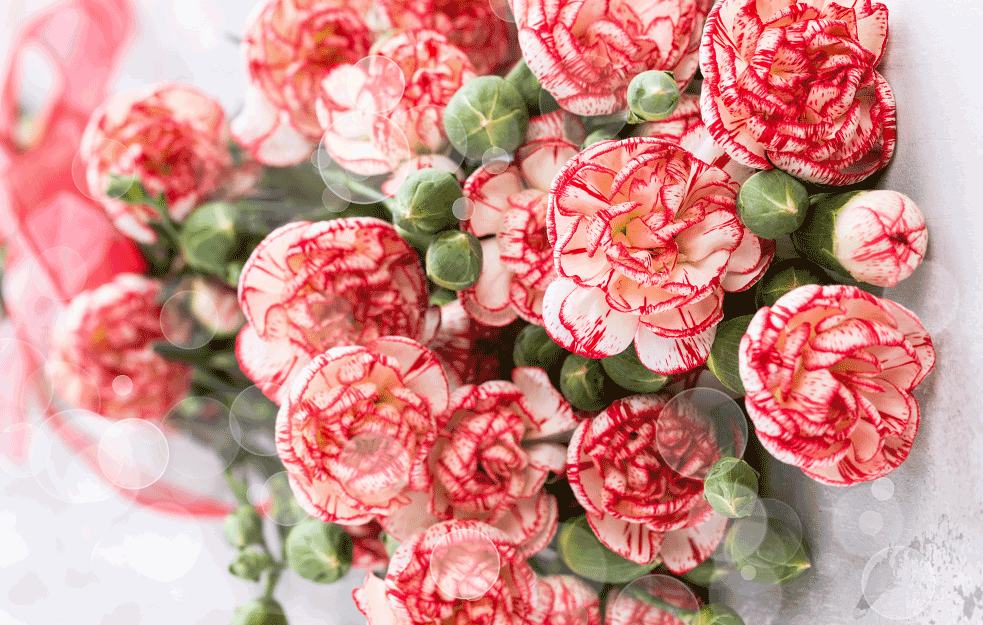 SVAKA KUĆA IMALA JE OVAJ CVET: Ova OTPORNA biljka skoro je potpuno ZABORAVLJENA! 