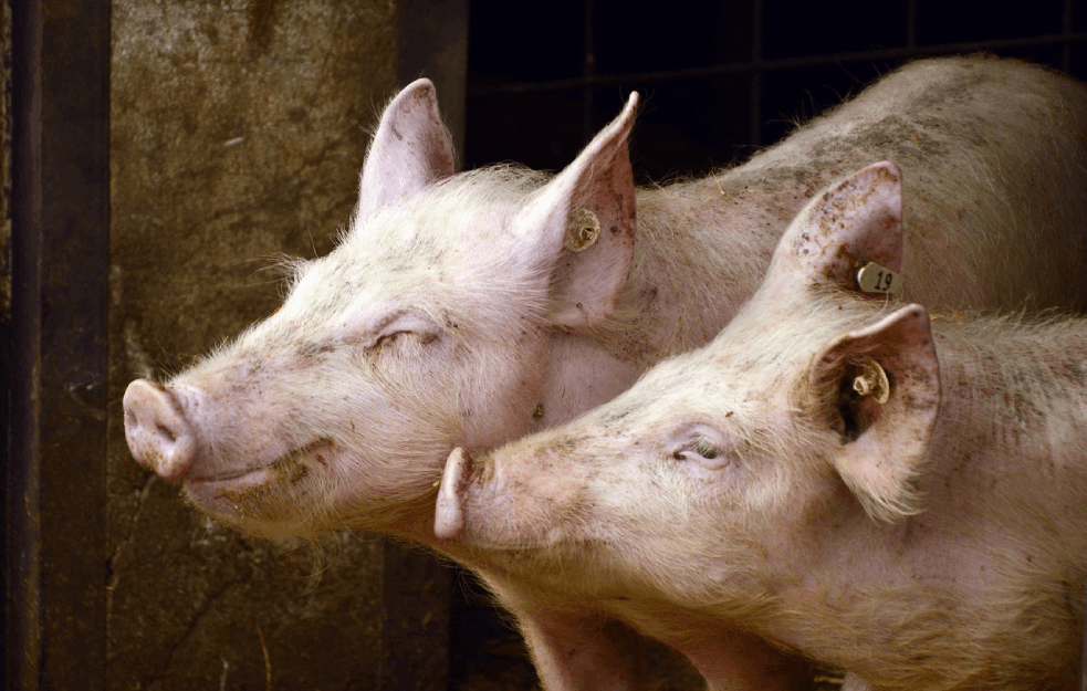 Preuranjeni ugovor sa EU upropaštava svinjarstvo u Srbiji – uzgajivači  traže zabranu uvoza svinja