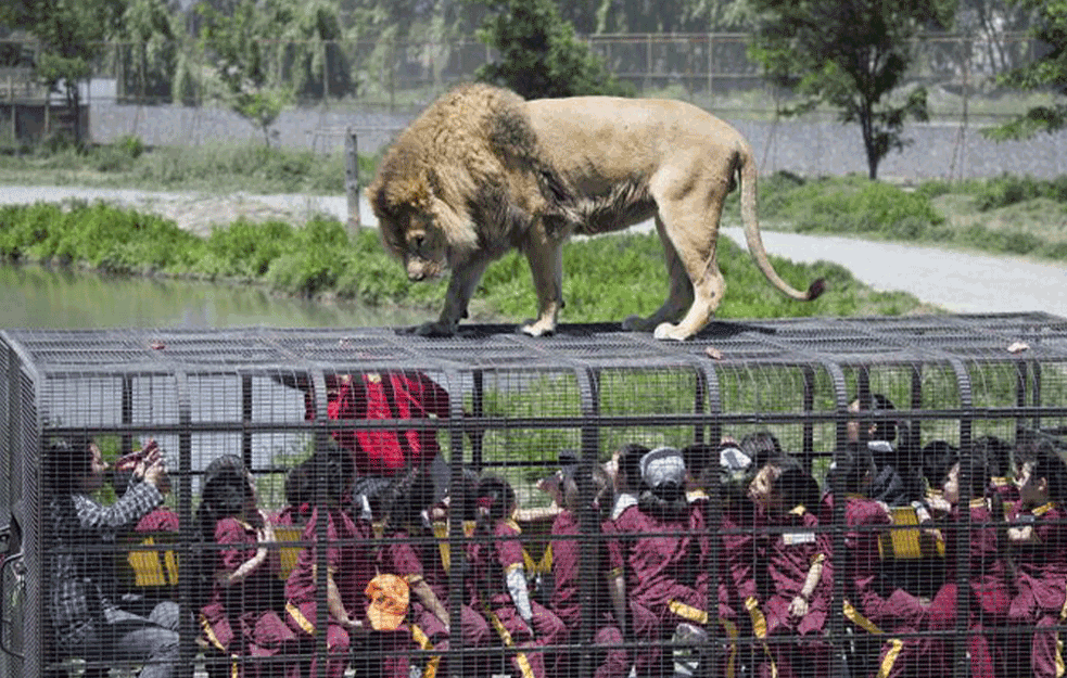 NEVEROVATNO! OBRNUTI ZOO VRT: Ljudi u KAVEZIMA, životinje na SLOBODI! 