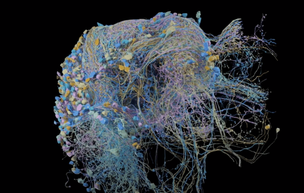 GUGLOVA MAPA MOZGA: Pomoću mape VEZA u delu ljudskog mozga, NAUČNICI otkrili fascinantnu TAJNU! (VIDEO)  