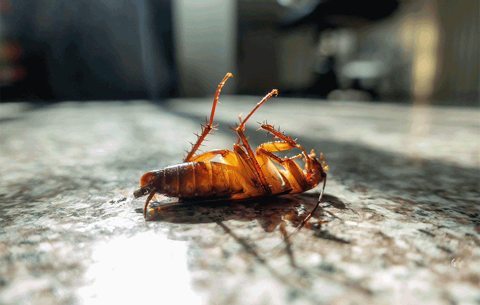 NEOBIČAN ZADATAK JEDNOG VETERINARA: Klijent mu doneo ZGAŽENU bubašvabu da joj POMOGNE, evo kako je on reagovao! 
