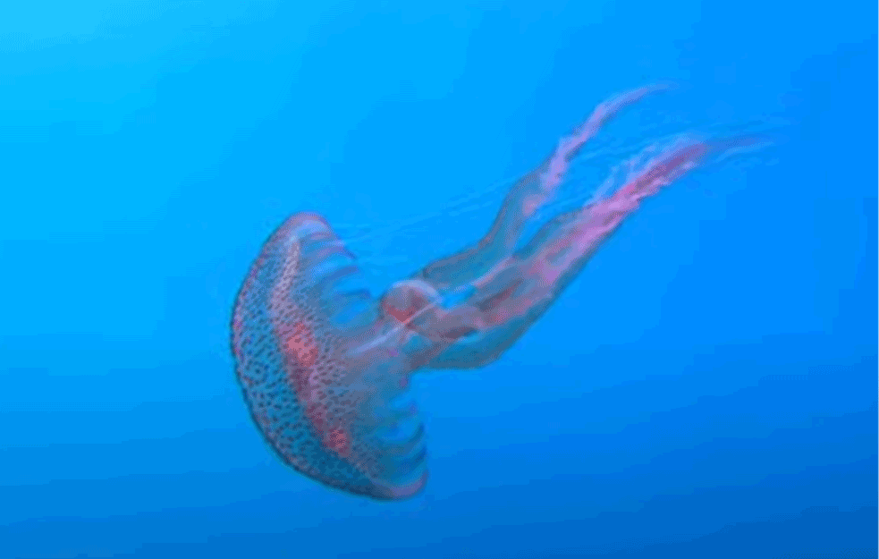 PRONAĐENA OPASNA <span style='color:red;'><b>MEDUZA</b></span> KOD HRVATSKOG POLUOSTRVA: Stručnjaci kupačima u Jadranskom moru savetuju OPREZ!   