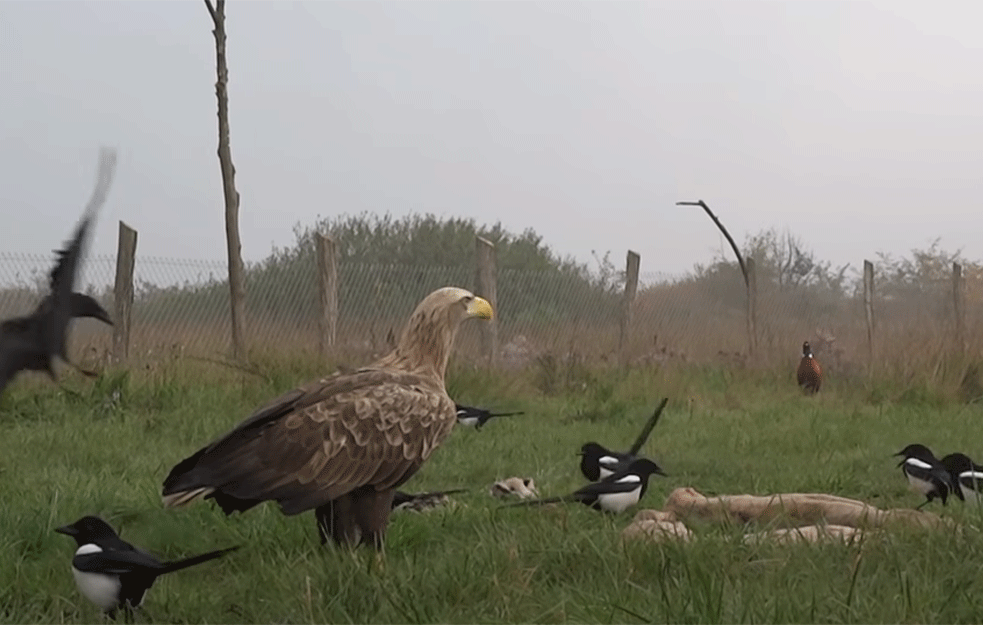 SREĆAN EPILOG SPAŠAVANJA! Ženka orla belorepana puštena u prirodu posle jednomesečnog lečenja! 