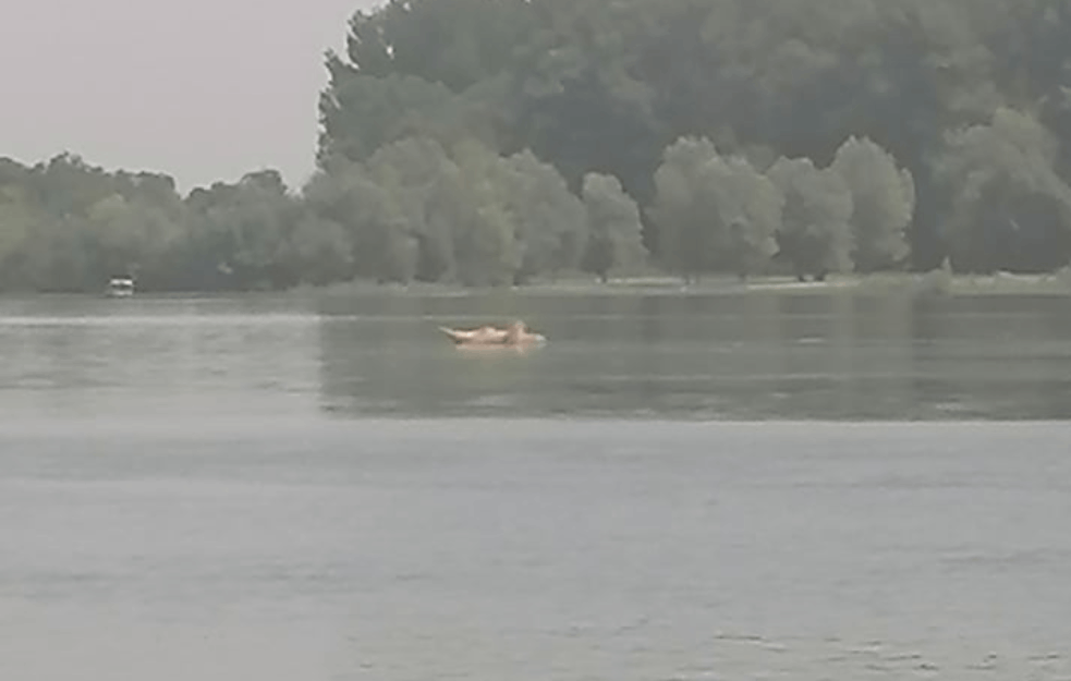 ŠOKANTNO! U ŠAPCU NA SAVI EKOLOŠKA KATASTROFA NA POMOLU: Rekom ka Beogradu plovi leš svinje (FOTO)