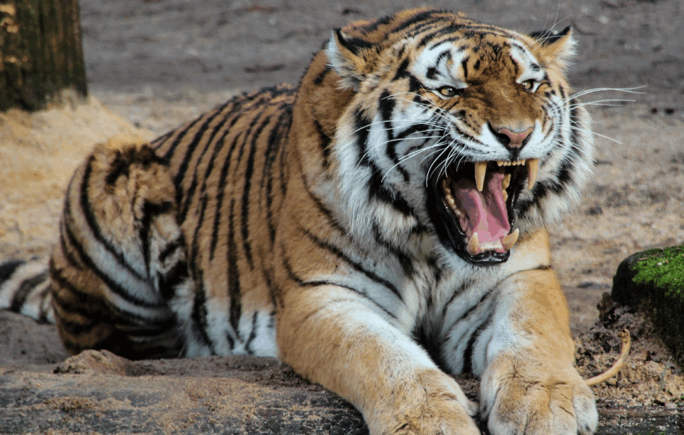 TIGAR NA TRAJEKTU U HRVATSKOJ: Turisti bili šokirani kada su u KAVEZU UGLEDALI ZVER! (VIDEO) 